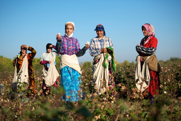 Cotton picking the Uzbeck way